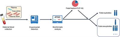 Factors Affecting the Fetal Fraction in Noninvasive Prenatal Screening: A Review